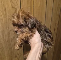 Charlie's boy 2, a male Shih Tzu and Yorkshire Terrier for sale in Momence, IL – 3 of 3