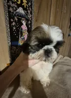 DJ boy, a male Shih Tzu for sale in Momence, IL – 2 of 10