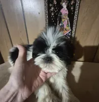 DJ boy, a male Shih Tzu for sale in Momence, IL – 2 of 10