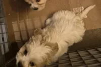 DJs girl 1, a female Cavalier King Charles Spaniel and Shih Tzu for sale in Momence, IL – Photo 7 of 8