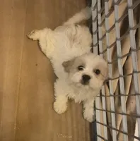 DJs girl 1, a female Cavalier King Charles Spaniel and Shih Tzu for sale in Momence, IL – Photo 4 of 8