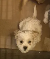 DJs girl 1, a female Cavalier King Charles Spaniel and Shih Tzu for sale in Momence, IL – Photo 3 of 8