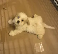 DJs girl 1, a female Cavalier King Charles Spaniel and Shih Tzu for sale in Momence, IL – Photo 2 of 8