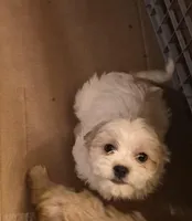 DJs girl 1, a female Cavalier King Charles Spaniel and Shih Tzu for sale in Momence, IL – Photo 5 of 8