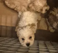 DJs girl 1, a female Cavalier King Charles Spaniel and Shih Tzu for sale in Momence, IL – Photo 6 of 8