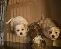 DJs girl 1, a female Cavalier King Charles Spaniel and Shih Tzu for sale in Momence, IL – Photo 8 of 8