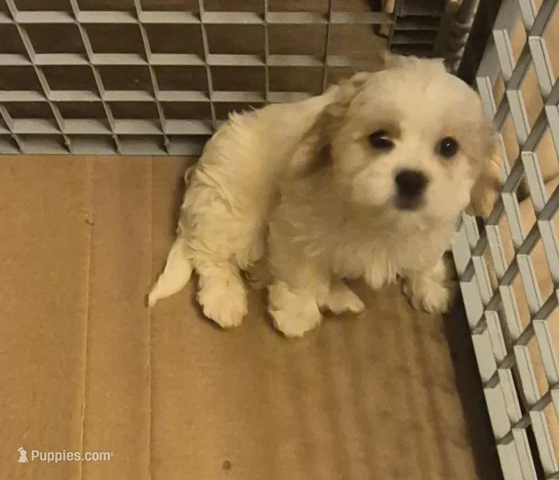 DJs girl 1 – Cavalier King Charles Spaniel, Shih Tzu puppy for sale in Momence, IL