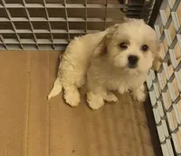 DJs girl 1, a female Cavalier King Charles Spaniel and Shih Tzu for sale in Momence, IL – Photo 1 of 8