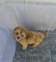 Ricky's boy 1, a male Pomeranian and Shih Tzu for sale in Momence, IL – 2 of 7