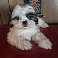 Shih Tzu girl 1, a female Shih Tzu for sale in Momence, IL – Photo 5 of 10