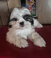 Shih Tzu girl 1, a female Shih Tzu for sale in Momence, IL – Photo 5 of 10