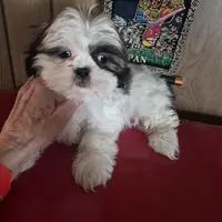 Shih Tzu girl 1, a female Shih Tzu for sale in Momence, IL – Photo 10 of 10