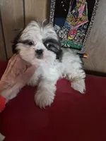 Shih Tzu girl 1, a female Shih Tzu for sale in Momence, IL – Photo 10 of 10