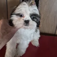 Shih Tzu girl 1, a female Shih Tzu for sale in Momence, IL – Photo 3 of 10