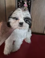 Shih Tzu girl 1, a female Shih Tzu for sale in Momence, IL – Photo 3 of 10