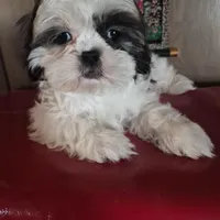 Shih Tzu girl 1, a female Shih Tzu for sale in Momence, IL – Photo 9 of 10