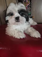 Shih Tzu girl 1, a female Shih Tzu for sale in Momence, IL – Photo 9 of 10
