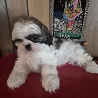 Shih Tzu girl 1, a female Shih Tzu for sale in Momence, IL – Photo 8 of 10