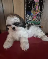 Shih Tzu girl 1, a female Shih Tzu for sale in Momence, IL – Photo 8 of 10