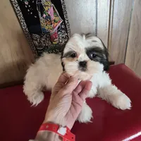Shih Tzu girl 1, a female Shih Tzu for sale in Momence, IL – Photo 2 of 10