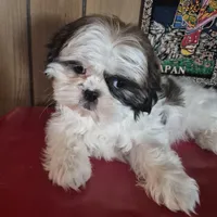 Shih Tzu girl 1, a female Shih Tzu for sale in Momence, IL – Photo 6 of 10