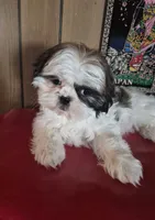 Shih Tzu girl 1, a female Shih Tzu for sale in Momence, IL – Photo 6 of 10
