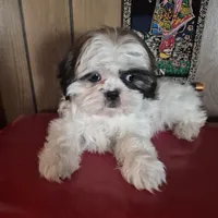 Shih Tzu girl 1, a female Shih Tzu for sale in Momence, IL – Photo 7 of 10