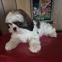 Shih Tzu girl 1, a female Shih Tzu for sale in Momence, IL – Photo 4 of 10