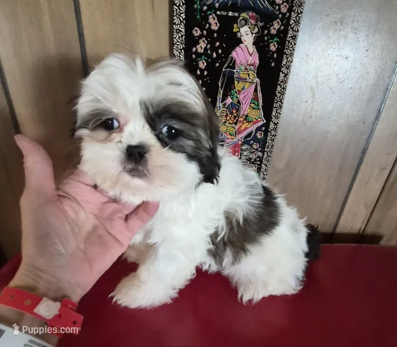 Shih Tzu girl 1