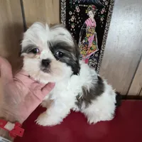 Shih Tzu girl 1, a female Shih Tzu for sale in Momence, IL – Photo 1 of 10
