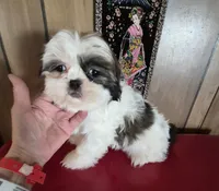 Shih Tzu girl 1, a female Shih Tzu for sale in Momence, IL – Photo 1 of 10