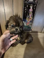Lacys boy, a male Shih Tzu for sale in Momence, IL – 2 of 10