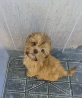 Ricky's boy 1, a male Pomeranian and Shih Tzu for sale in Momence, IL – 4 of 7