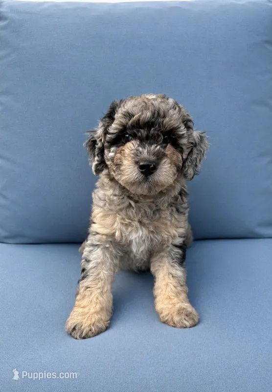 Charolette  – Miniature Aussiedoodle puppy for sale in Waterford Works, NJ