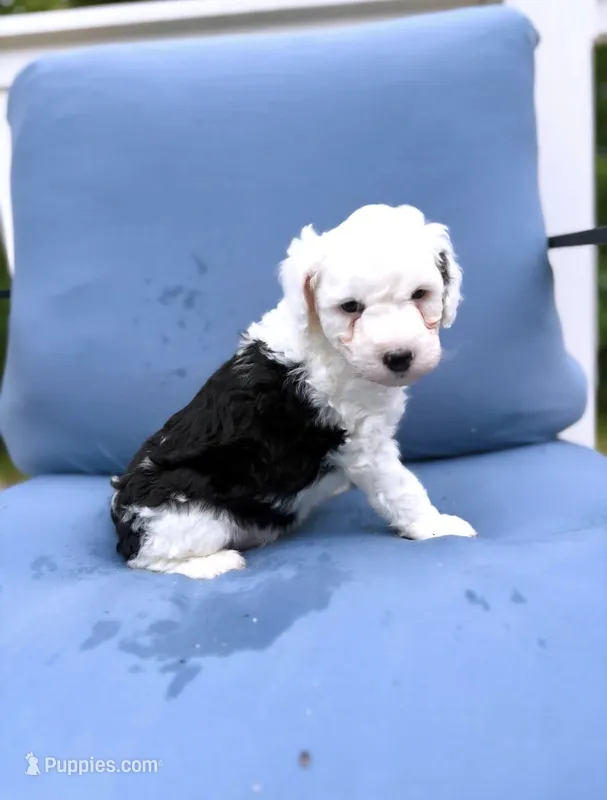 Wilbur  – Miniature Aussiedoodle puppy for sale in Waterford Works, NJ