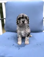 Charolette , a female Miniature Aussiedoodle for sale in Waterford Works, NJ – 1 of 1