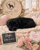 Duke, a male Miniature Schnauzer for sale in Colorado Springs, CO – 6 of 9