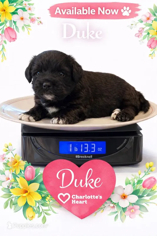 Duke – Miniature Schnauzer puppy for sale in Colorado Springs, CO