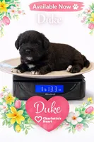 Duke, a male Miniature Schnauzer for sale in Colorado Springs, CO – 3 of 9