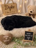 Duke, a male Miniature Schnauzer for sale in Colorado Springs, CO – 7 of 9
