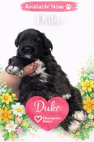Duke, a male Miniature Schnauzer for sale in Colorado Springs, CO – 8 of 9