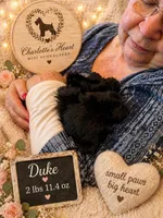 Duke, a male Miniature Schnauzer for sale in Colorado Springs, CO – 5 of 9