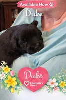 Duke, a male Miniature Schnauzer for sale in Colorado Springs, CO – 9 of 9
