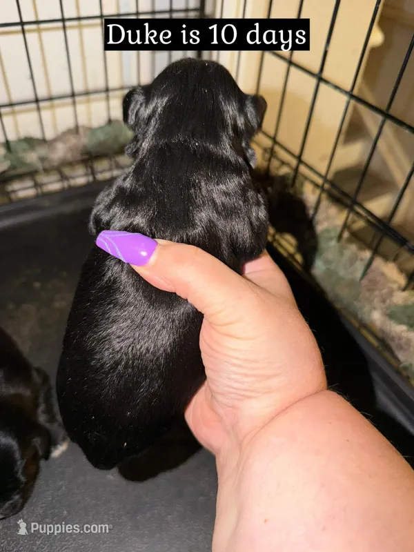 Duke – Miniature Schnauzer puppy for sale in Colorado Springs, CO