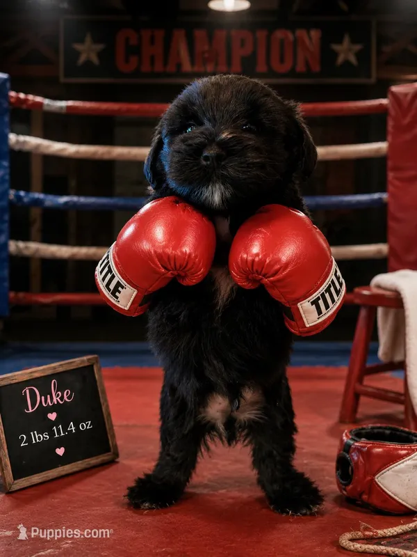 Duke – Miniature Schnauzer puppy for sale in Colorado Springs, CO