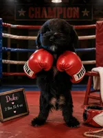 Duke, a male Miniature Schnauzer for sale in Colorado Springs, CO – 1 of 9