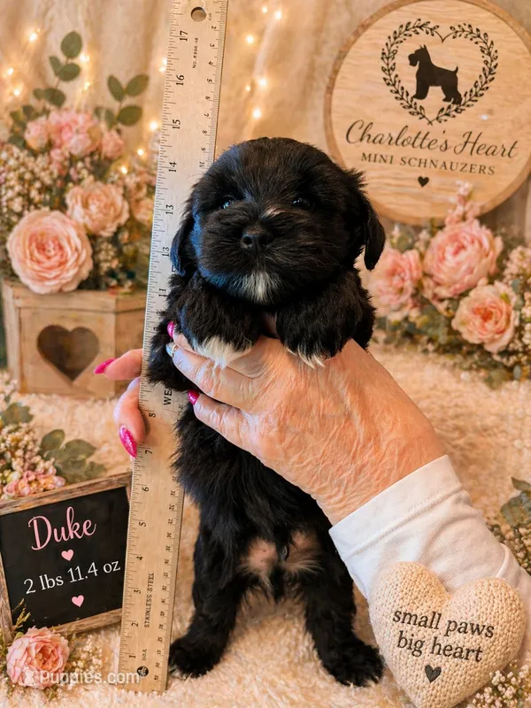 Duke – Miniature Schnauzer puppy for sale in Colorado Springs, CO
