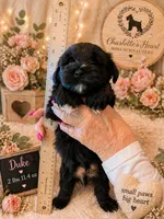 Duke, a male Miniature Schnauzer for sale in Colorado Springs, CO – 2 of 9