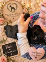 Duke, a male Miniature Schnauzer for sale in Colorado Springs, CO – 4 of 9