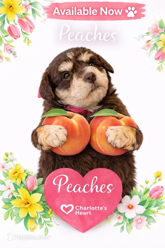 Peaches – Miniature Schnauzer puppy for sale in Colorado Springs, CO